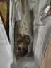 微山湖野生胖頭魚花鰱鳙魚新鮮活魚現(xiàn)殺凈膛漁民捕撈 微山湖胖頭魚 15斤/條（宰殺后15-20%損耗） 曬單實拍圖