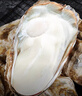 生蠔肉 高品質(zhì)新鮮生蠔肉鮮活現(xiàn)剝?nèi)ずｕr即食海蠣子牡蠣 去殼生蠔肉5斤裝 曬單實(shí)拍圖