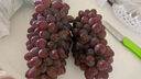 傾睦茉莉香葡萄【順豐】郁金香脆甜無籽紅提子玫瑰香孕婦新鮮水果禮盒 500g整串發(fā)貨/順豐包郵 曬單實(shí)拍圖