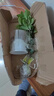 壹植水培四季桂花中式吊鐘綠植鮮切花水養(yǎng)花卉室內濃香型樹苗盆栽植物 精選水培四季桂+自動吸水盆+養(yǎng)液 曬單實拍圖