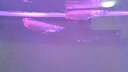 樂淘逸寵銀龍魚活體大中型熱帶觀賞魚魚缸寵物淡水風(fēng)水魚發(fā)財魚金龍魚 1m魚缸套餐D發(fā)順豐 曬單實拍圖