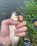 正品過江風鳳釣魚餌料自帶誘魚劑手竿釣餌野釣臺釣專用鯽鯉魚餌料 5包-加強版【超值裝】90%人選 曬單實拍圖