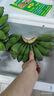 思卓（SIZHUO）廣西小米蕉  香蕉 芭蕉 新鮮時令水果 5斤 曬單實拍圖