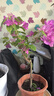 中夢(mèng)  重瓣三角梅盆栽花卉陽(yáng)臺(tái)庭院綠植爬藤飄枝老樁盆景帶花發(fā)貨四季 紅櫻(40-50高) 曬單實(shí)拍圖