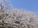 山之泉Mountain Spring 戶(hù)外鋁箔蛋巢折疊小坐墊蛋槽墊便攜保暖防潮成人 四折鋁膜小坐墊-橘色/送收納袋 曬單實(shí)拍圖
