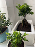 四季常青耐寒榕樹(shù)造型樹(shù)樁盆景苗室內植物人參榕小葉榕樹(shù)盆栽綠植 中人參榕20~25厘米 不含盆 曬單實(shí)拍圖