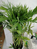 夏威夷竹子盆栽四季常青室內盆栽大型綠植花卉 夏威夷竹子 1.4米左右10棵 不含盆 曬單實(shí)拍圖