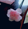加厚皺紋紙diy花藝手工材料紙褶皺紙學(xué)生手工玫瑰花折紙幼兒園手工課花朵卷邊紙 加厚款淺粉色1卷 曬單實拍圖