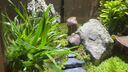 桌面創(chuàng)意微景觀綠植diy擺件禮物客廳辦公室夜燈苔蘚盆栽植物盆景 青山單景觀 曬單實拍圖