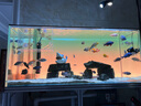 老漁匠魚(yú)缸背景燈板led南美缸水草缸水族箱觀(guān)賞照明燈rgbw發(fā)光板 漸變背景板120*50cm-APP控制遠程操控 曬單實(shí)拍圖