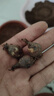 萌蘊（MengYun）四季開(kāi)花重瓣風(fēng)雨蘭種球風(fēng)雨花蔥蘭韭蘭庭院陽(yáng)臺盆栽花卉耐寒 混色風(fēng)雨蘭種球20個(gè) 曬單實(shí)拍圖