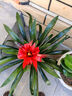 天麥勛鴻運當頭盆栽帶花小紅星辦公室開(kāi)紅花好養花卉紅掌鳳梨吸甲醛綠植 曬單實(shí)拍圖