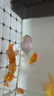 神陽(yáng)巨鱗蝴蝶鯉金魚(yú)錦鯉下沉魚(yú)飼料比賽級增體增色高蛋白易消化魚(yú)食 艷紅蘭壽 450g 小粒(袋裝) 下沉 曬單實(shí)拍圖