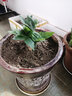 仟草集發(fā)財(cái)樹大型綠植花卉盆栽幸福樹散尾葵辦公室客廳四季常青大盆景 單桿發(fā)財(cái)樹 20厘左右高原土發(fā)貨 曬單實(shí)拍圖
