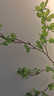 掬涵 日本瓣葉枝仿真綠植吊鐘假植物裝飾花藝擺件日式北歐禪意藝術(shù) 吊鐘馬醉木（升級款） 曬單實(shí)拍圖