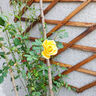 1.6米爬藤月季大苗蒂娜四季開花薔薇基地直發(fā)【買就送扦插小苗】 夏洛特夫人1.6米開花爆滿 送種植說明書 曬單實拍圖
