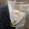 黃金大胡子魚大帆紅藍眼胡子24K胡子除藻工具魚清潔魚 黃金胡子2.5-3cm2條+1條備損 曬單實拍圖