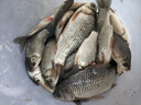 夢(mèng)巴赫二毛同款銀龍紅龍前打竿谷麥竿逗釣鯉魚(yú)超輕超硬19調(diào)三定位不剪線 8m 紅龍+竿包+地插 套裝+九州紅T3000輪+谷麥線 曬單實(shí)拍圖