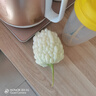 農(nóng)大姐妹【順豐】蘋果苦瓜生吃 白玉苦瓜 新鮮蔬菜現(xiàn)摘涼瓜 壽光基地直發(fā) 2斤 曬單實(shí)拍圖