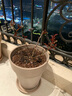 虹越（HONGYUE）月季盆栽苗1加侖龍沙寶石藍色陰雨花園陽臺居家裝飾精品花卉TX 【經(jīng)典爬藤月季】弗洛倫蒂娜（1加侖盆栽苗） 曬單實拍圖