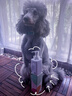 侍寵而嬌泰迪沐浴露專用除臭美毛殺菌祛螨持久留香寵物洗澡液紅棕狗狗用品 灰色泰迪沐浴露500ML 500ml 德國品牌直營 曬單實拍圖