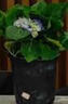 繡球花苗帶花苞老樁盆栽花卉植物室內花庭院四季長(cháng)開(kāi) 多色 5年苗當年開(kāi)花 曬單實(shí)拍圖
