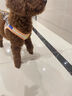 PUPPY GALLERY韓國進(jìn)口A(yíng)+狗狗胸背帶遛狗寵物狗狗牽引繩 小狗狗繩背心式小型犬 濟州島橘 2XS 胸圍29-36cm/體重1.9-3.9kg 曬單實(shí)拍圖