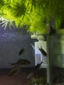 魚(yú)缸過(guò)濾器循環(huán)水泵三合一小型魚(yú)缸過(guò)濾器靜音增氧泵過(guò)濾泵 五合一過(guò)濾器4W（適用魚(yú)缸20-30cm） 曬單實(shí)拍圖