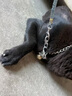 甜苗苗狗鏈子p鏈牽引繩狗鏈項(xiàng)圈栓狗遛中大型犬脖圈脖套鏈金屬防咬鐵鏈 狗鏈子項(xiàng)圈【加厚4.0絲粗】 55厘米(建議40-50斤) 高硬度,經(jīng)久耐用 曬單實(shí)拍圖
