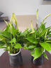 白掌一帆風(fēng)順盆栽綠植花卉帶花大號帶盆栽好紅掌辦公室內(nèi)綠蘿客廳 白掌+提拉米蘇盆 曬單實拍圖