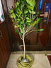 正宗耐冬茶花樹(shù)苗耐熱茶花地栽南北方種風(fēng)景樹(shù)四季不落葉茶花大樹(shù) 耐冬茶花 2cm粗【樹(shù)形一般】1米高左右 曬單實(shí)拍圖