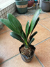 帶盆帶土6年大苗綠植盆栽室內(nèi)精品花卉君子蘭花苗花卉室內(nèi)花卉鮮花花卉室內(nèi)盆景盆栽綠植君子蘭苗素顏 炫黃君子蘭8-10片帶盆帶土 曬單實(shí)拍圖