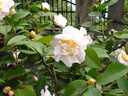 索尼 Sony DSC-WX350 WX300 WX830 WX500 WX700數(shù)碼相機二手相機 【99新】索尼DSC-WX800 曬單實拍圖