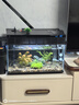 畫法幾何魚缸造景海綿寶寶菠蘿屋裝飾擺件仿真造景沉木魚缸水族箱造景 青風(fēng)山丘套裝 曬單實拍圖