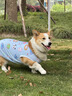 寵物狗狗衣服夏季薄款透氣背心柯基柴犬比熊小型犬中型犬春款服裝 淺藍(lán)兔子 2XL【建議17-21斤】 曬單實(shí)拍圖