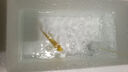 招財錦鯉魚(yú)觀(guān)賞魚(yú) 冷水魚(yú)活魚(yú)招財魚(yú)好養耐活 風(fēng)水富貴魚(yú) 精品錦鯉隨機多種顏色6條 8-10厘米 曬單實(shí)拍圖