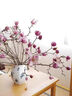 玉蘭花水培水養(yǎng)綠植花卉遇水開(kāi)花樹(shù)苗盆栽帶花苞干枝耐寒鮮切白紫 【賞到過(guò)年】鮮切紫玉蘭40-50cm4枝+送掛件+ 裸根不帶土 曬單實(shí)拍圖