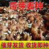 【小黃姜姜種】正宗農(nóng)家小黃姜春季黃姜種種苗已催芽老黃姜種批發(fā) 精選 5斤 【凈重4.5-5斤】 【已催芽 運(yùn)輸易斷芽 介意慎拍】 曬單實(shí)拍圖