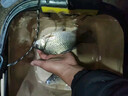 小鳳仙遠投浮漂大加粗超醒目漂近視老花靈敏野釣魚(yú)漂湖庫大物浮漂云中仙 Y-KX05 湖庫綜合漂 吃鉛約4.0-6.0g 2號 曬單實(shí)拍圖
