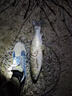 夢(mèng)達(dá)青魚(yú)珠珠軟餌料釣巨物顆粒野釣黑坑專用釣魚(yú)緩沉浮水釣大青魚(yú)克星 18mm藍(lán)莓味20顆 送小藥 一瓶裝20顆【專誘大魚(yú)日釣千斤】 曬單實(shí)拍圖