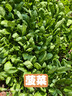 四季蔬菜種子大全菠菜香菜生菜油麥菜莧菜雞毛菜芹菜矮腳黃蔬菜籽 紅根菠菜種子1包約1100粒 曬單實(shí)拍圖