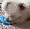 阿莫爾狗狗玩具拖鞋耐咬磨牙潔齒柯基泰迪幼犬中大型犬用品自嗨解悶神器 天空藍拖鞋【磨牙耐咬】 曬單實拍圖