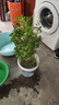 御卉閣火棘沙棘盆景盆栽樹樁老樁綠植觀花觀果植物陽臺客廳庭院當(dāng)年掛果 8年苗(結(jié)果爆滿 造型優(yōu)美) 不含盆 曬單實拍圖