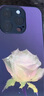 雅好（Yagoo）發(fā)光紫晶玫瑰適用于蘋(píng)果16手機殼網(wǎng)紅iPhone17ProMax來(lái)電閃發(fā)光15外殼個(gè)性創(chuàng  )意13男女情侶14保護套 【幻晶玫瑰紫】七彩聲控款 蘋(píng)果15Pro(6.1寸) 曬單實(shí)拍圖