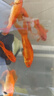 大紅草金魚活魚冷水觀賞魚好養(yǎng)淡水魚紅草魚鳳尾純紅色魚小金魚活 5-8cm紅草6條 曬單實拍圖