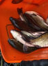 千壽（Qianshou） 千壽釣線(xiàn)日本黑坑釣魚(yú)線(xiàn)超柔軟強拉力原絲尼龍線(xiàn) 【子線(xiàn)買(mǎi)二送二】0.4 曬單實(shí)拍圖