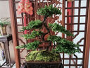 迎客松盆景真樹(shù)盆栽擺件玄關(guān)茶桌辦公室書(shū)房綠植造型盆景四季長(cháng)青 五片凌云含紫砂盆打木架發(fā)貨 曬單實(shí)拍圖