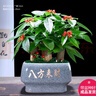 幼薇發(fā)財(cái)樹(shù)大盆栽室內(nèi)客廳金錢(qián)樹(shù)綠植辦公室招財(cái)樹(shù)四季常青店鋪開(kāi)業(yè) 發(fā)財(cái)樹(shù)三顆+灰色八方來(lái)財(cái)瓷盆 帶盆栽好 曬單實(shí)拍圖