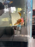 創(chuàng  )寧魚(yú)缸造浪泵低音小型沖浪泵魚(yú)池淡海潛水打浪器吹魚(yú)糞橫流環(huán)流泵 第三代環(huán)流造浪泵【55W】推薦魚(yú)缸1.2-1.5米 曬單實(shí)拍圖