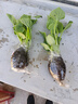 綠寶石甜瓜苗秧超甜香瓜苗早熟高糖羊角蜜四季栽陽(yáng)臺盆栽蔬果菜苗 綠寶苗 3棵苗 曬單實(shí)拍圖